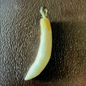 Ivory Alligator Tooth Pendant